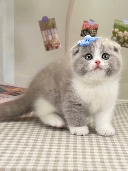 Scottish Fold