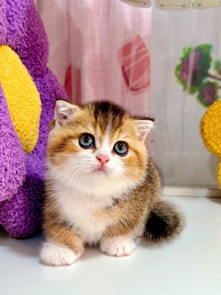 Munchkin
