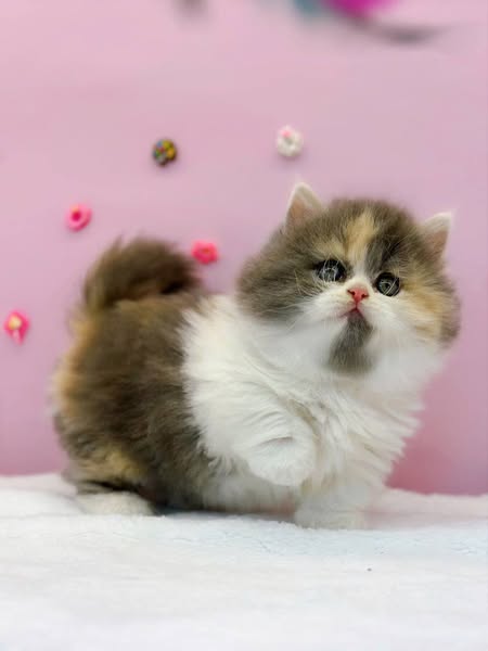 Munchkin Longhair