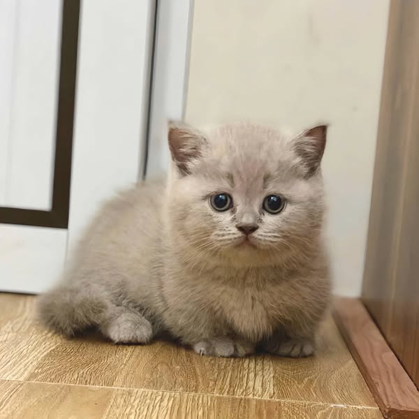 Munchkin