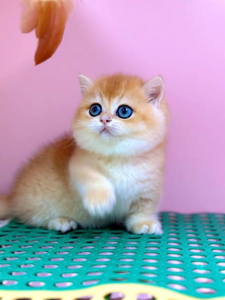 Munchkin