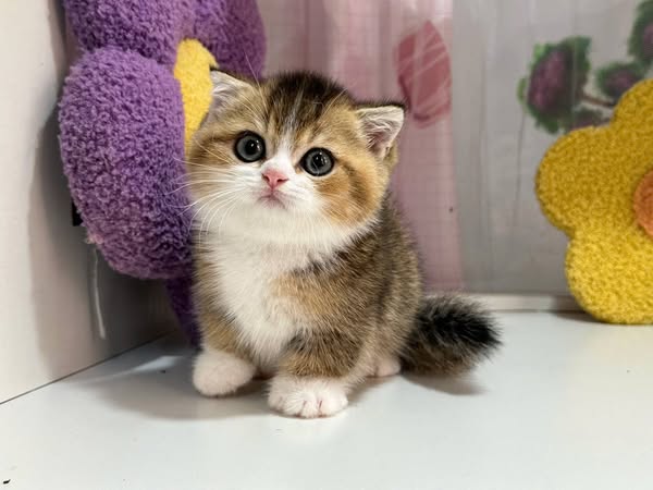 Munchkin