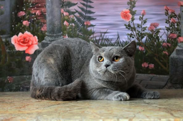 British Shorthair