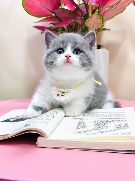 Munchkin