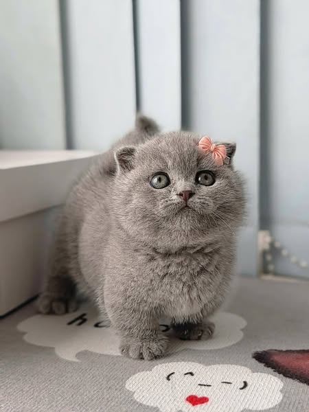 Munchkin