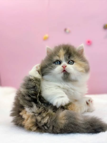 Munchkin Longhair