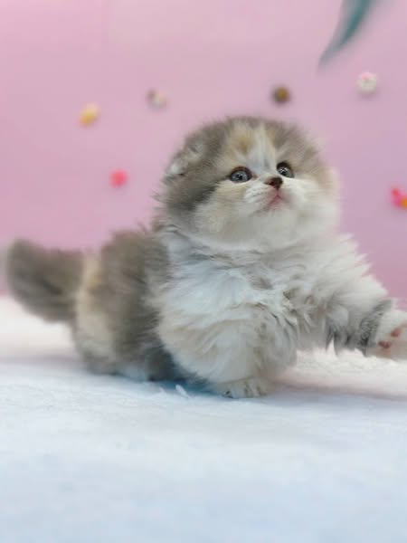 Munchkin Fold Longhair