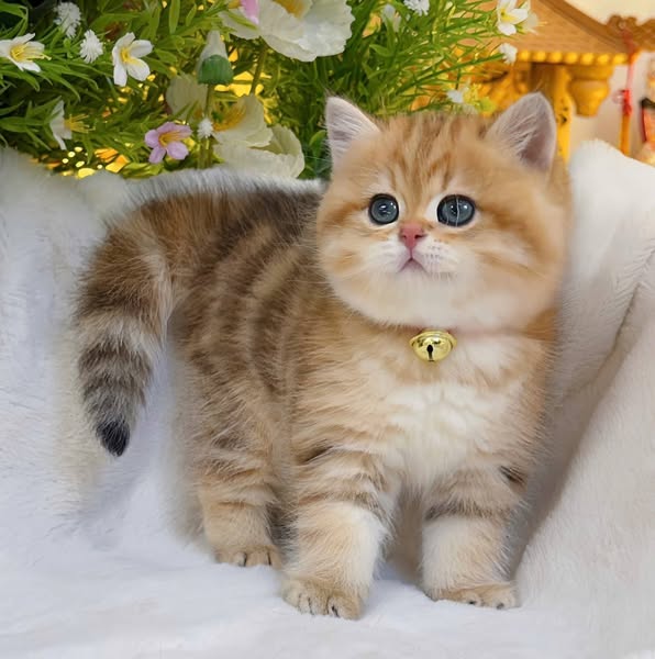 British Shorthair