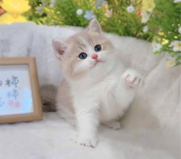 British Shorthair