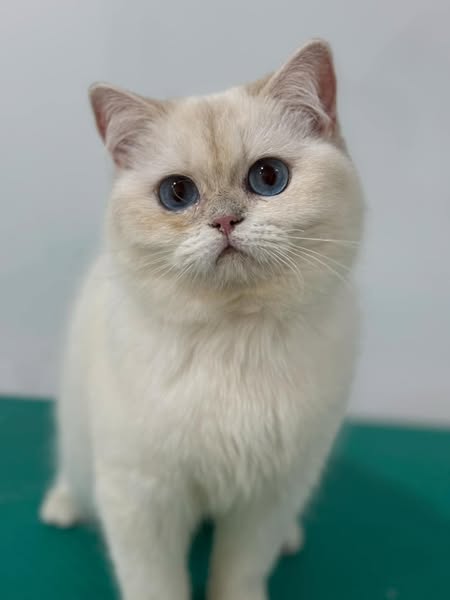 British Shorthair