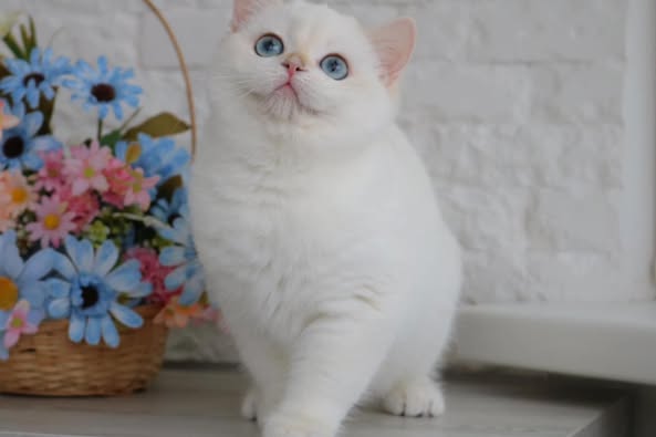 British Shorthair