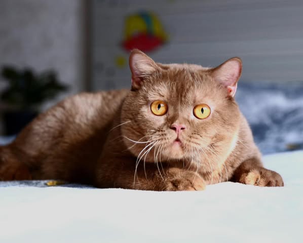 British Shorthair