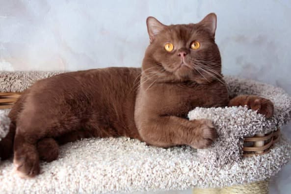 British Shorthair