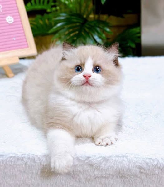 Ragdoll