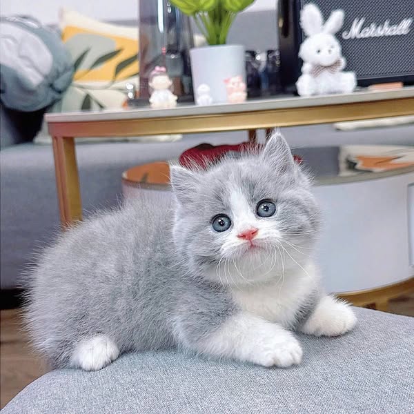 Munchkin