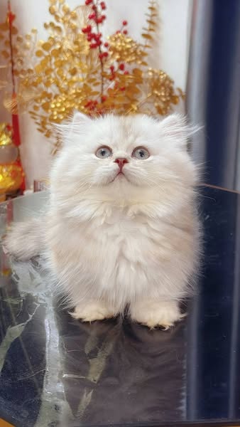Munchkin Longhair