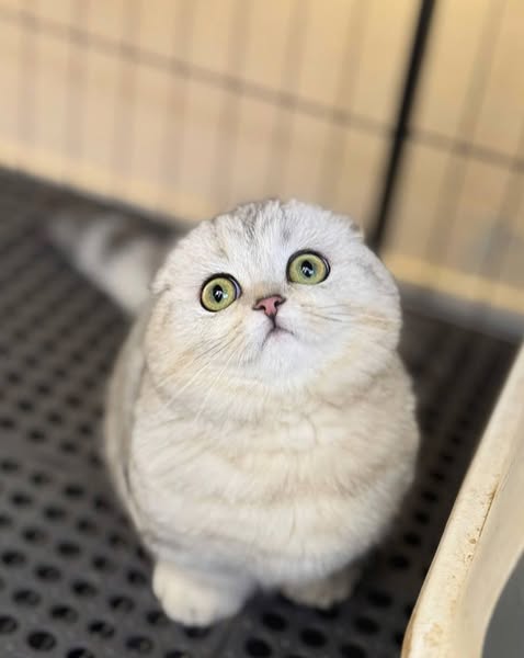 Munchkin Fold