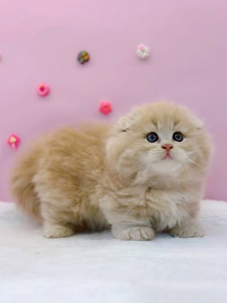 Munchkin Fold Longhair