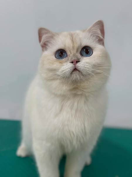 British Shorthair