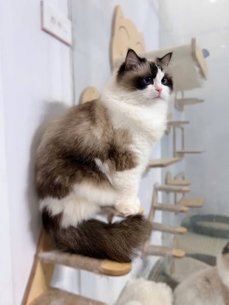 Ragdoll
