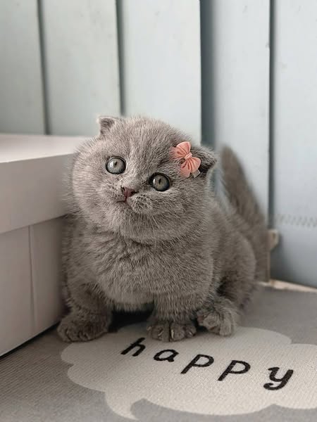Munchkin