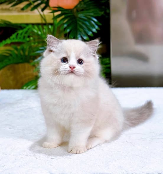 Ragdoll
