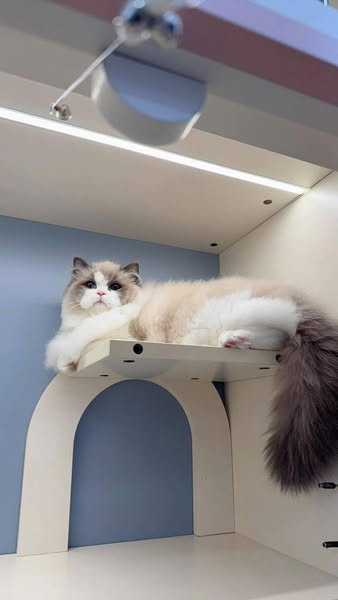 Ragdoll