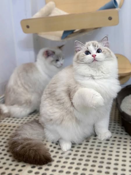 Ragdoll