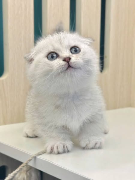 Munchkin Fold