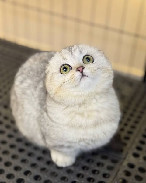 Munchkin Fold