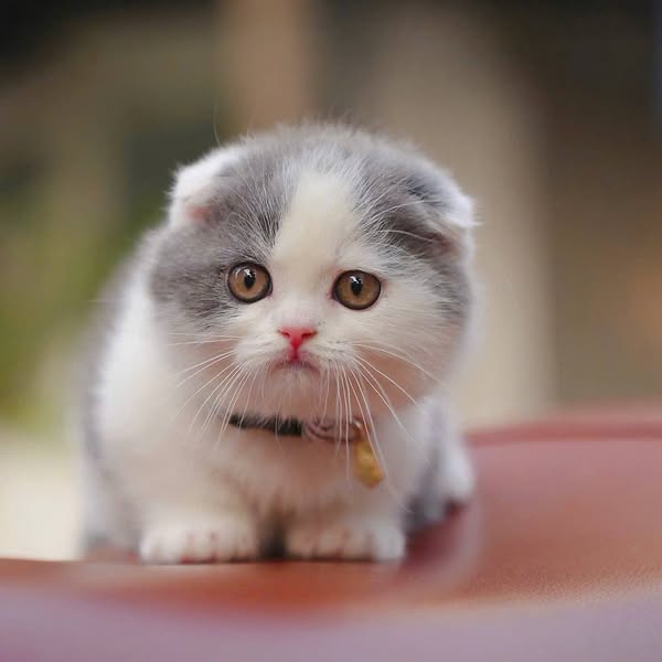Munchkin Fold