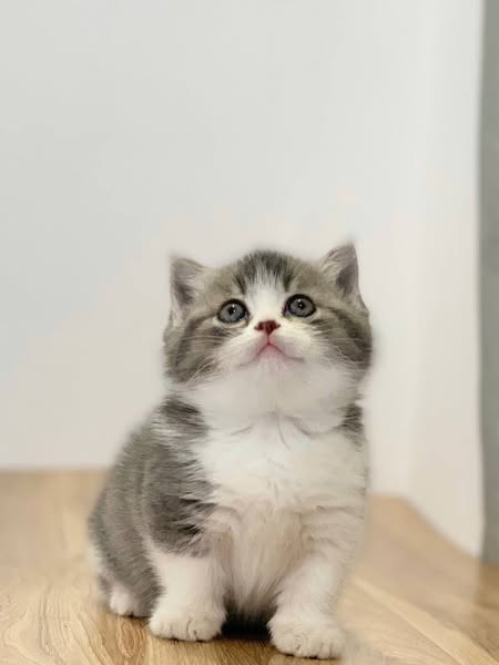 Munchkin
