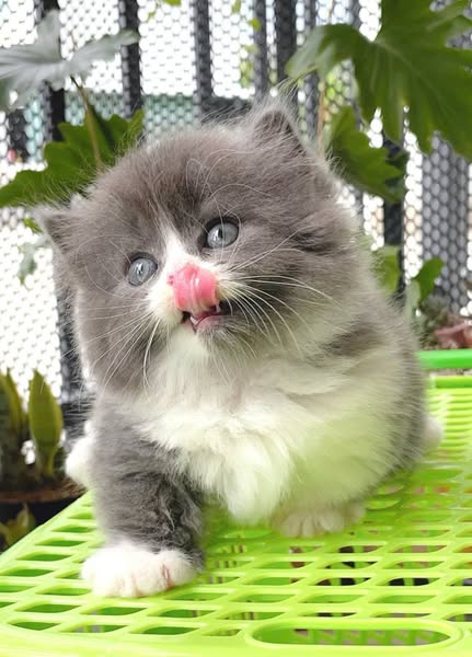 Munchkin Longhair