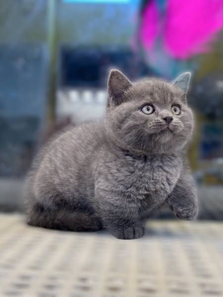Munchkin