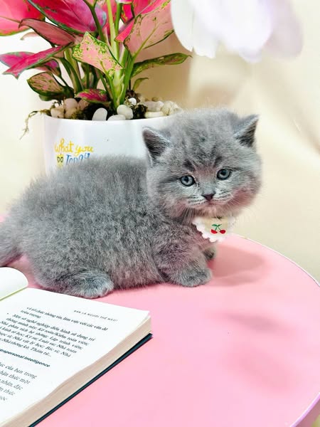 Munchkin