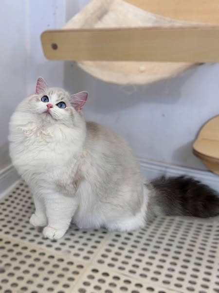 Ragdoll