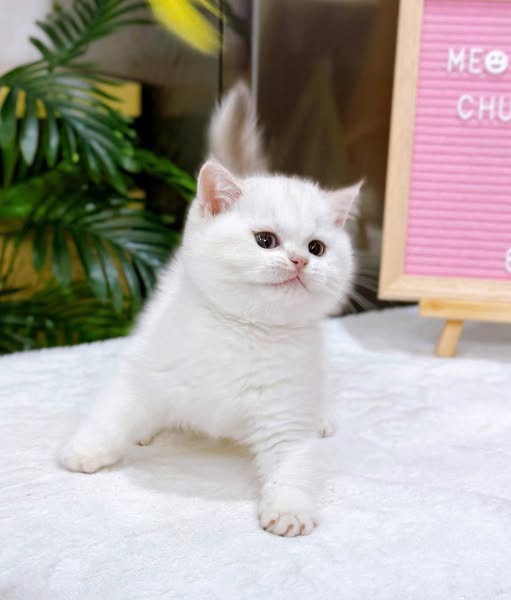 British Shorthair