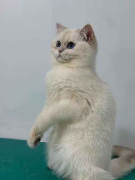 British Shorthair