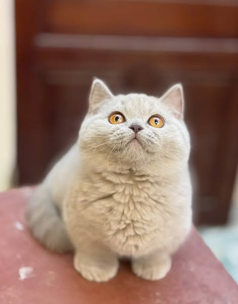 Munchkin