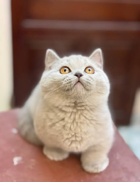 Munchkin