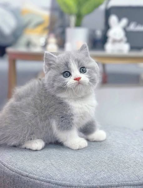 Munchkin