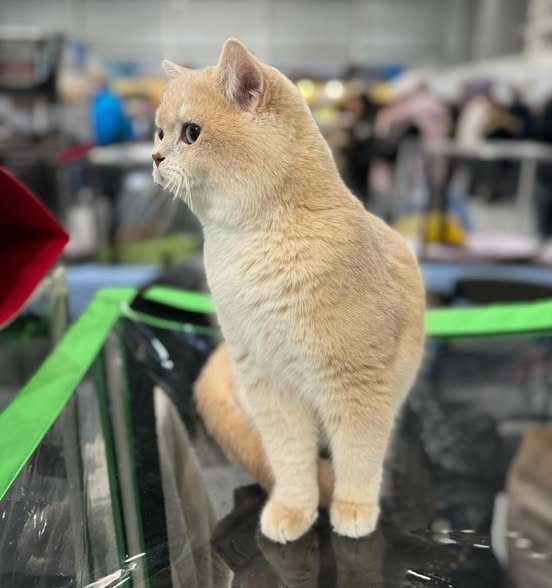 British Shorthair