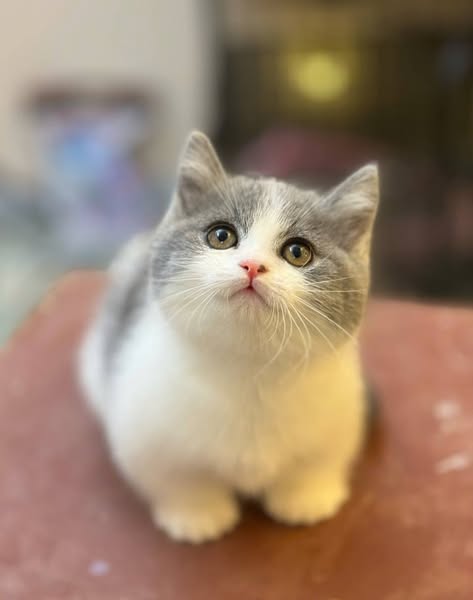Munchkin