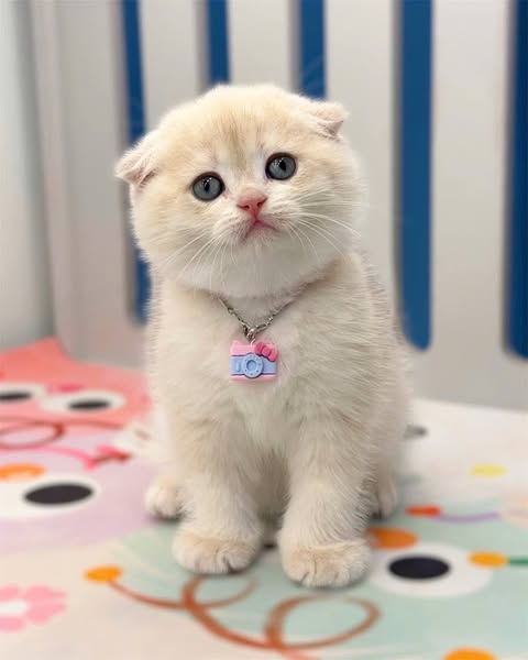 Scottish Fold