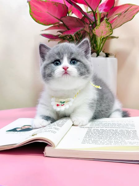 Munchkin