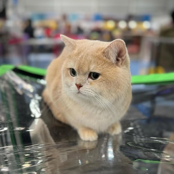 British Shorthair