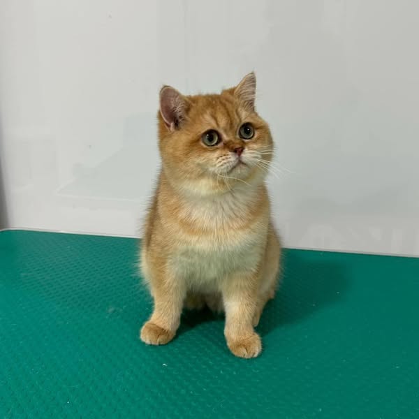 British Shorthair