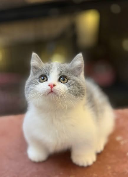 Munchkin
