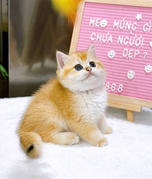 British Shorthair