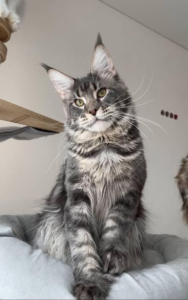 Maine Coon